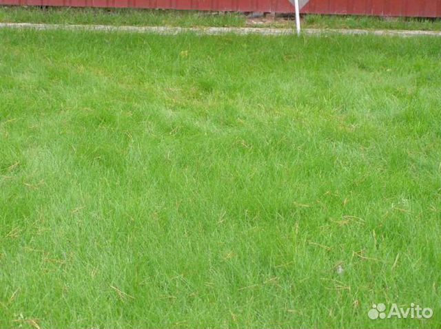 Овсяница красная красная райдер DSV