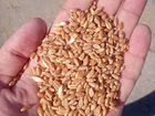 Пшеница ячмень кукуруза объявление продам
