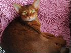 Абиссинская кошка, бесплатно объявление продам