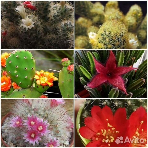 Кактусы и суккуленты