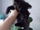 Сибирские котята возраст 1.5 месяц Пёстрый и Темно объявление продам