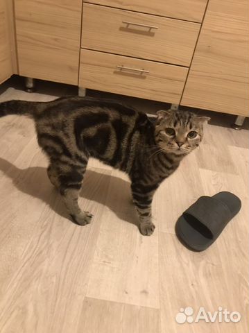 Шотланский кот вязка