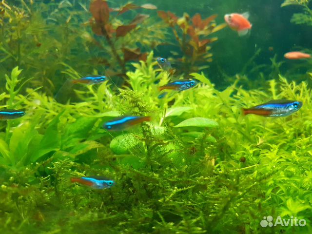 Голубой неон