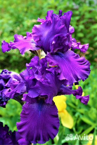 Ирисы