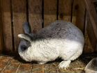 Кролики породы 