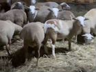 Бараны, овцы, ярочки, Катумской породы объявление продам