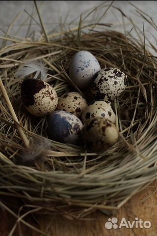 Яйца перепелиные, мясо