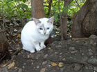 Котенок тайской кошки