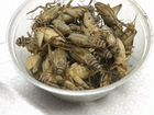 Сверчки,туркменские тараканы