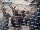 Кролики домашние 3х месячные объявление продам