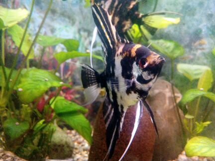 Профессиональный уход за Вашим аквариумом