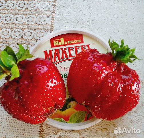 Усы клубники, рассада 80 сортов