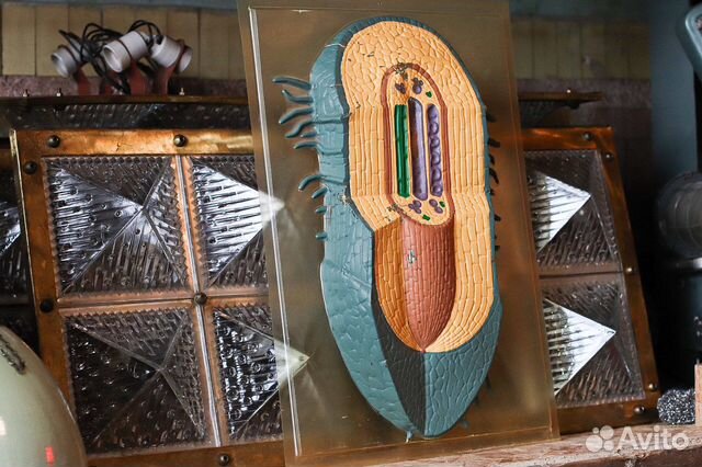 Рельефное учебное пособие по биологии СССР