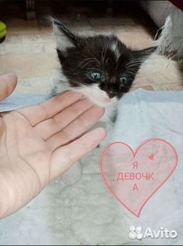 Отдаю в добрые руки фото