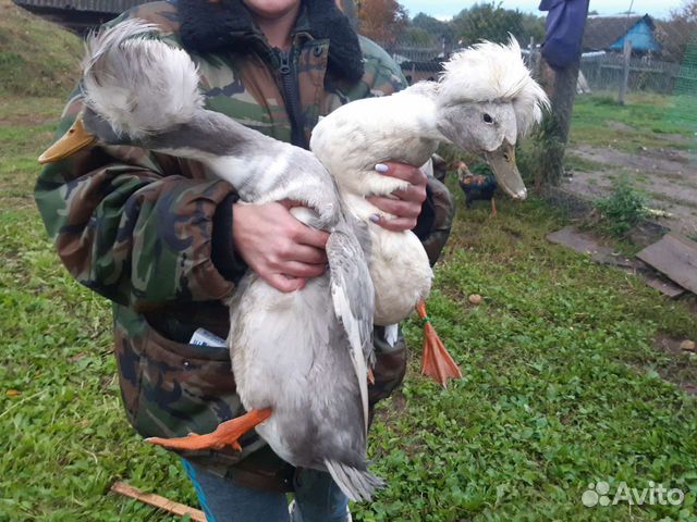 Утки хохлатые родительское стадо