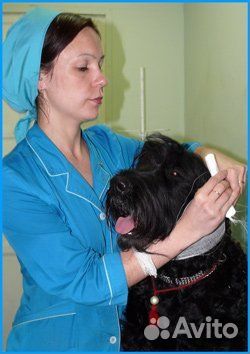 Ультразвуковая чистка зубов собаке, кошке