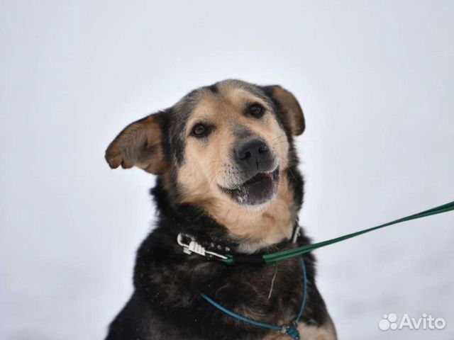 Авель - человеколюбивый пëс из приюта