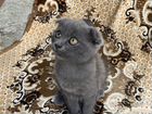 Британские котята метисы бесплатно объявление продам