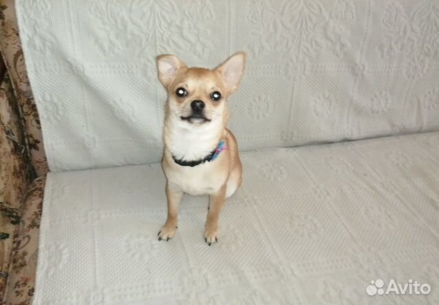 Вязка Чихуахуа