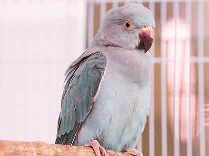 Ожереловый попугай голубой птенцы