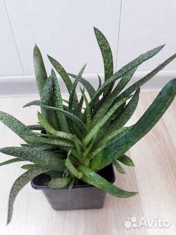 Гастерия Бородавчатая