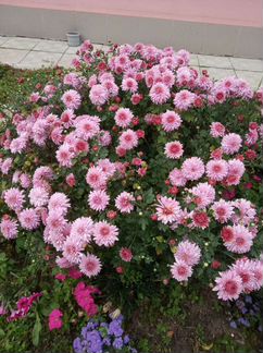 Хризантема