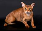 Котик-абиссинец потеряшка 1 год (порода) объявление продам