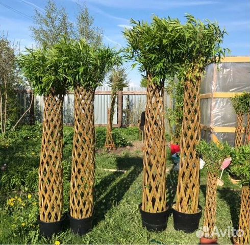 Живое дерево из Ивы, Сибирская пальма