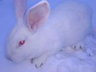 Кролики породы Панон объявление продам