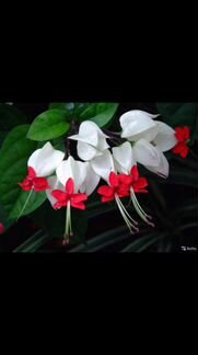 Клеродендрум томпсон