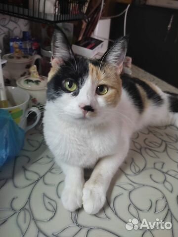 Кошечка в добрые руки