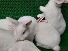 Кролики нзб объявление продам