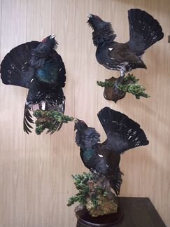 Аренда чучел птиц,животных,шкур и ковров