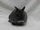 Крольчата карликового кролика объявление продам