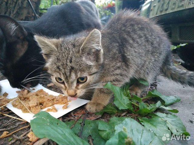 Маленький полосатый котенок