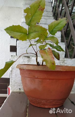 Магония падуболистная (Орегонский виноград )