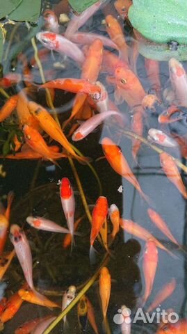 Рыбки для пруда
