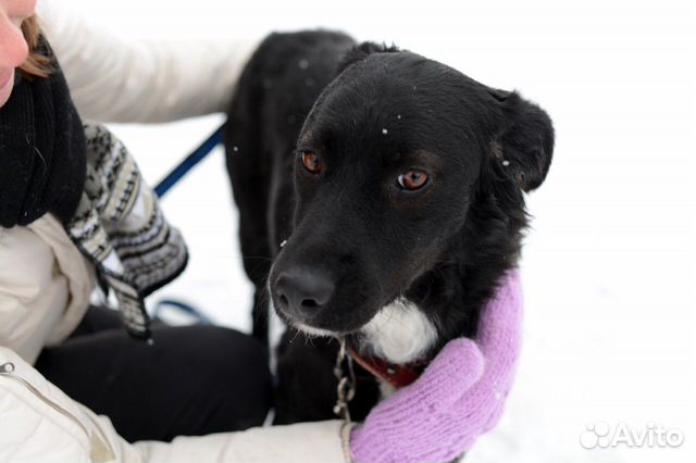 Собака в добрые раки