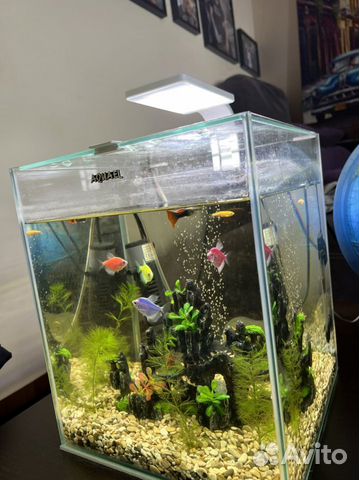Аквариум