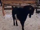 Заано- Нубийский козел вязка объявление продам
