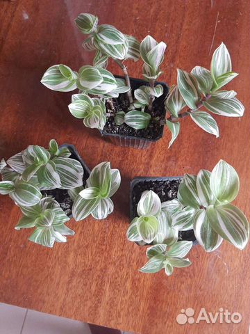 Традесканция два вида