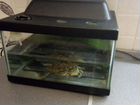 Красноухая черепаха с аквариумом бесплатно в хорош