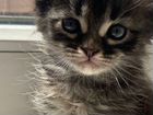 Котята смесь Тайской кошки и Британского кота объявление продам