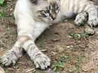 Тайский котенок объявление продам