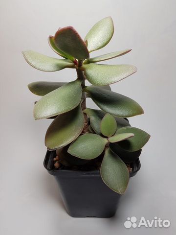 Crassula Ovata (денежное дерево)