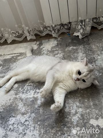 Британский кот вязка