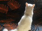 Вязка белый котик объявление продам