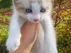 Котёнок от кошки породы Бирманская объявление продам