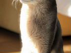 Абиссинский кот с документами вязка объявление продам