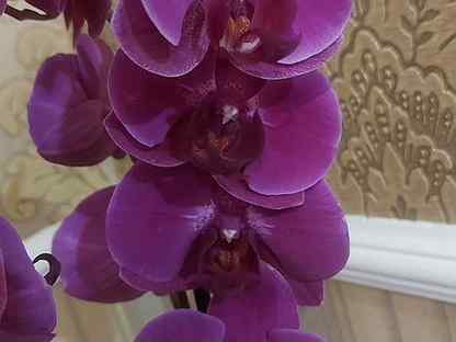 Купить орхидеи в курске флористические студии в москве